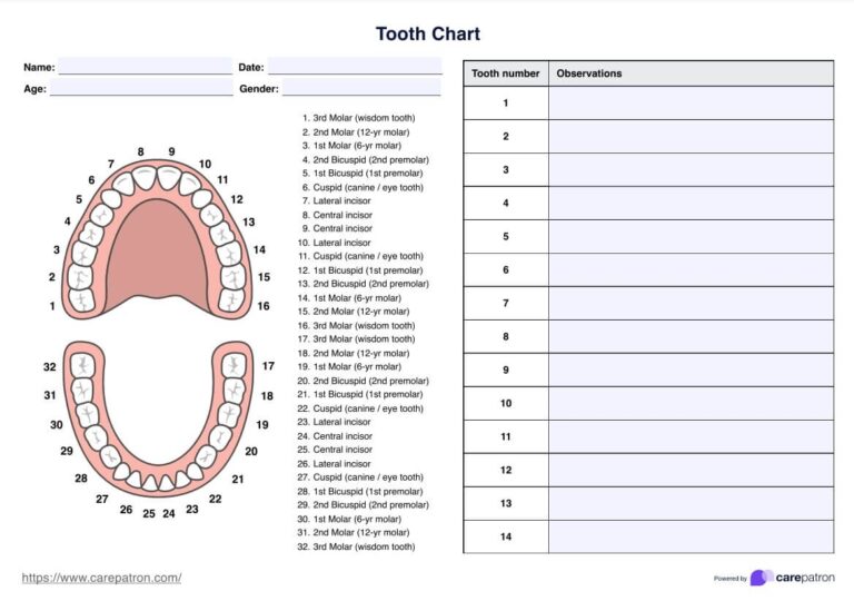 Tooth Chart Example Free PDF Download