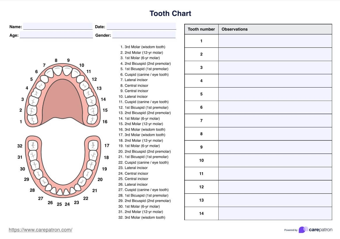 Tooth Chart Example Free PDF Download