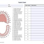 Tooth Chart Example Free PDF Download