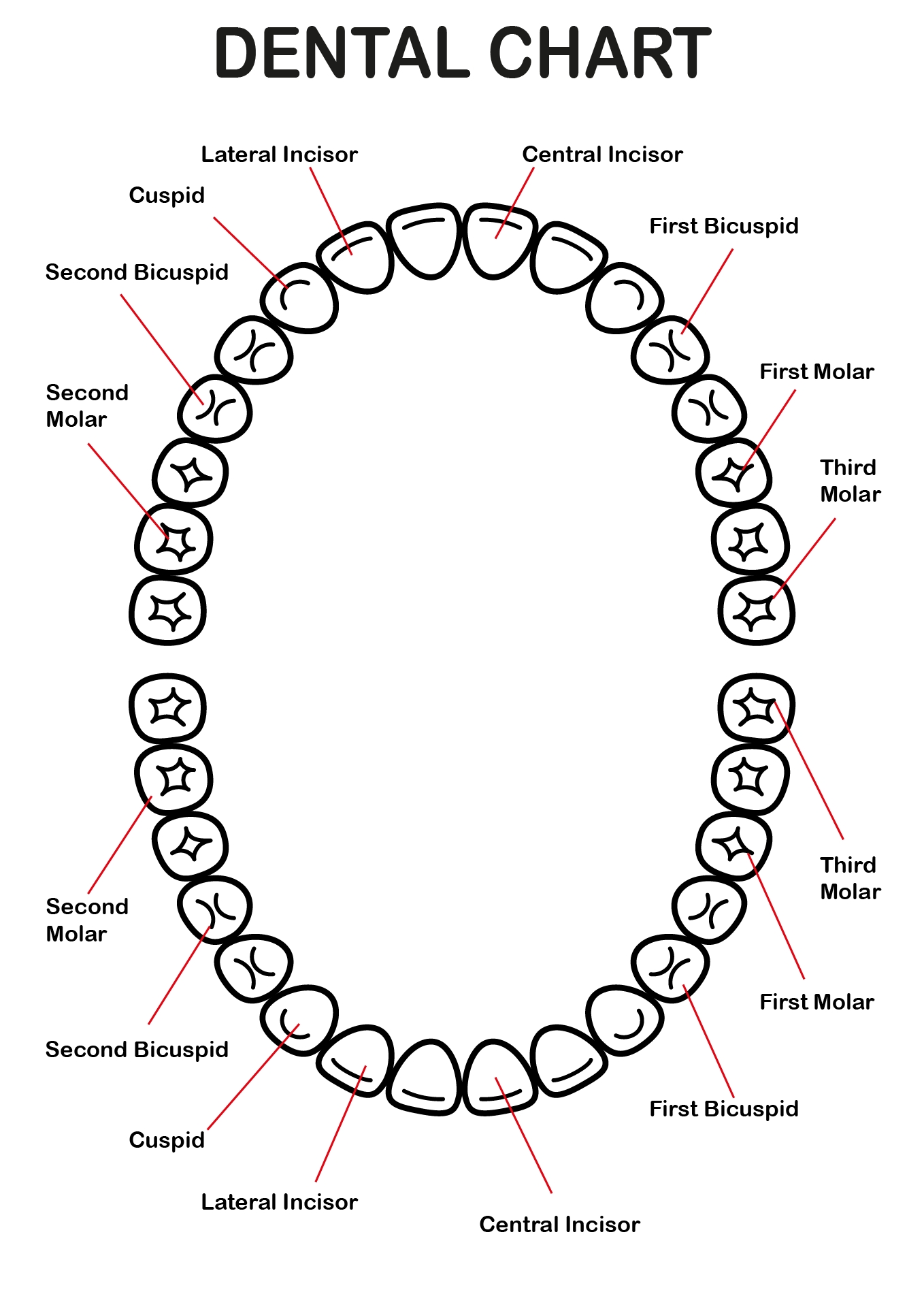 Tooth Chart Full Sheet 15 Free PDF Printables Printablee