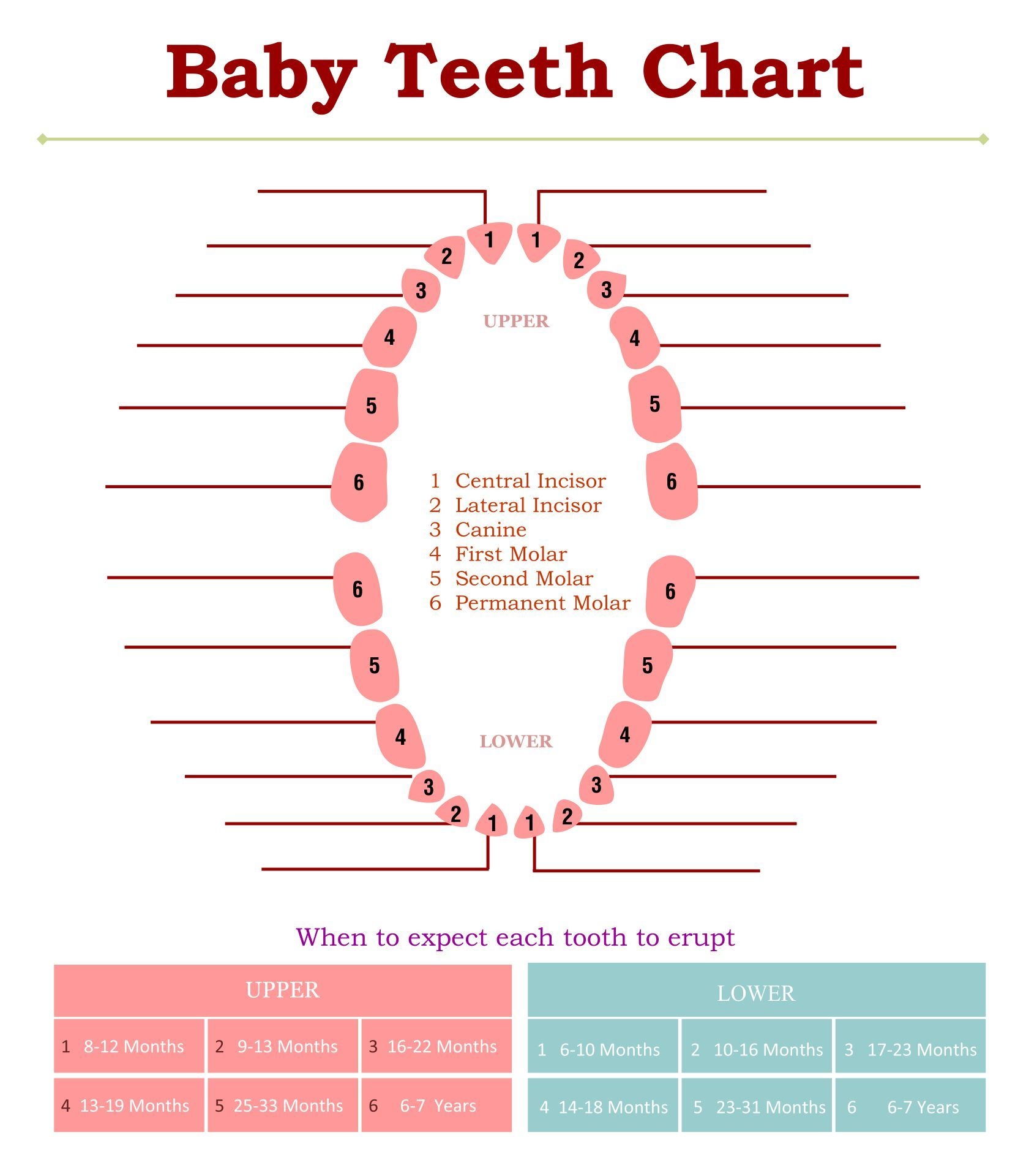 Tooth Chart Full Sheet 15 Free PDF Printables Printablee