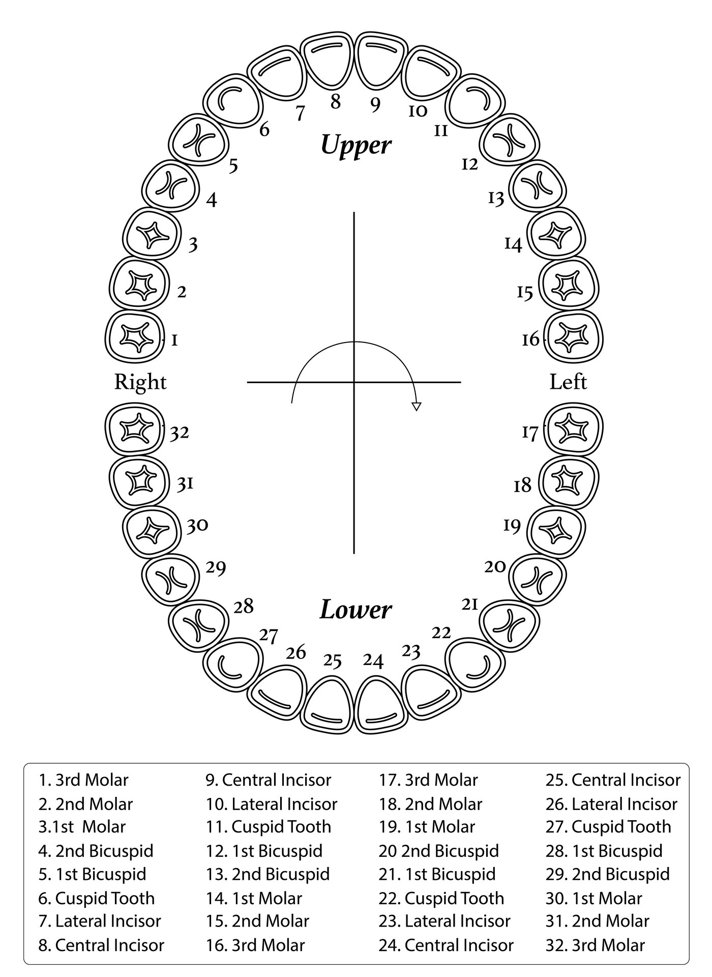 Printable Dental Tooth Chart