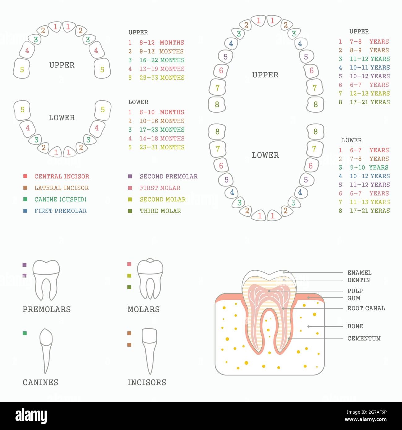 Printable Tooth Number Chart