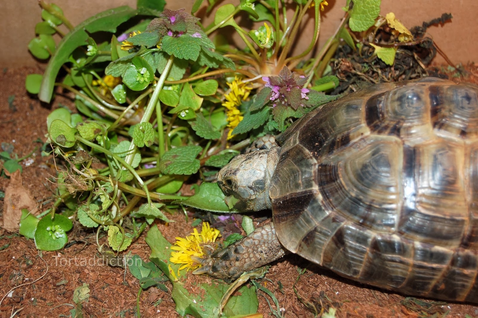 Tortaddiction Finally Some Yummy Weeds To Feed The Tortoises 
