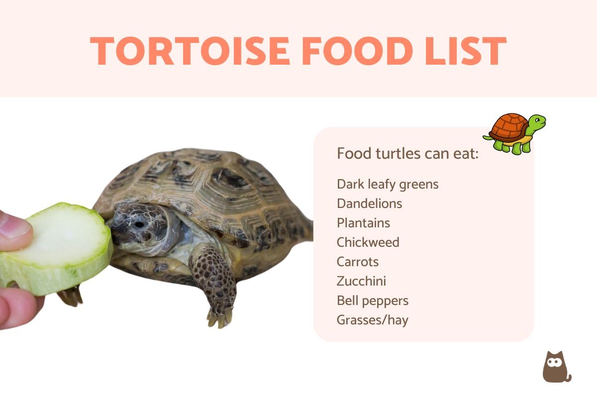 Tortoise Food List What Turtles Can And Can t Eat