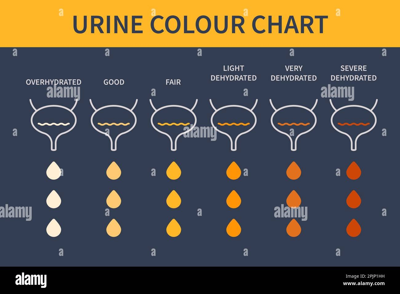 Urine Color Hydration Chart Illustration Of Bladders Stock Vector Image Art Alamy Urine Color Hydration Chart Illustration Of Bladders Stock Vector Image Art Alamy