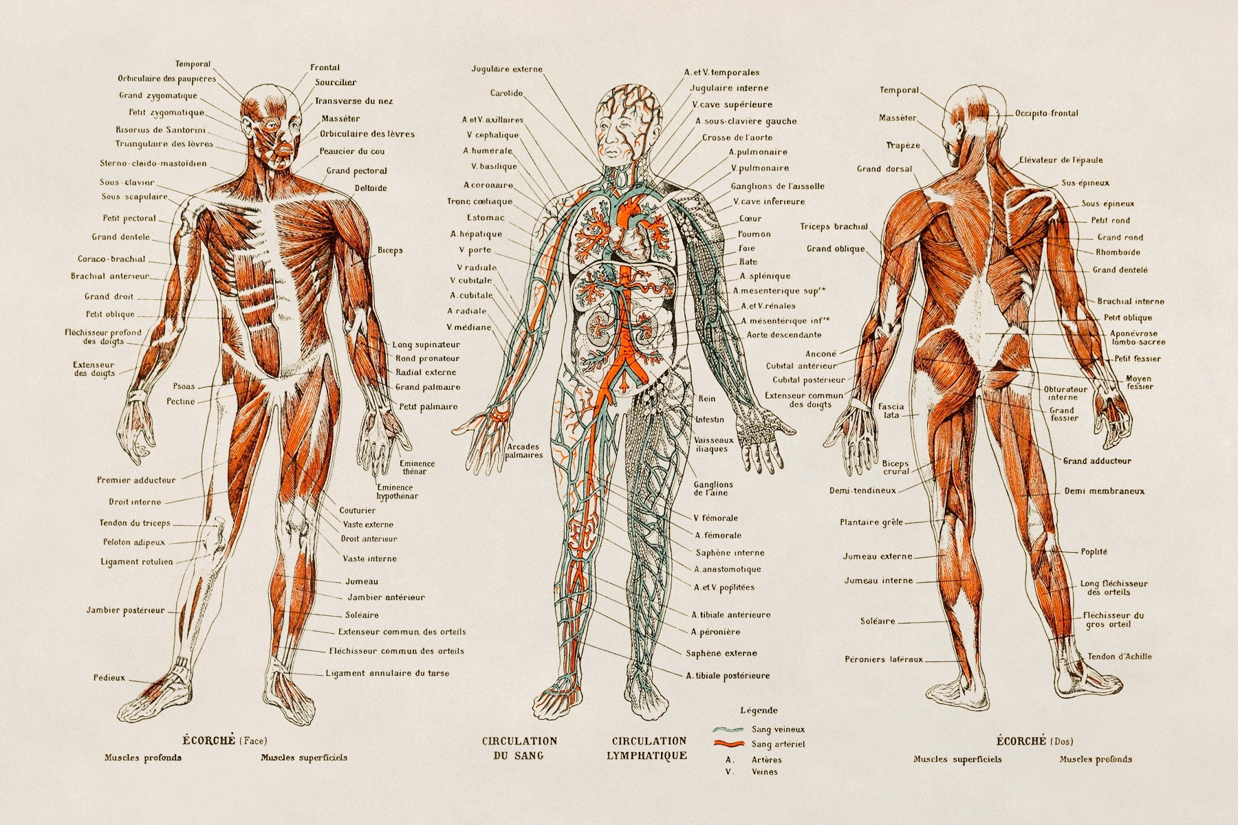 Free Printable Human Anatomy Charts