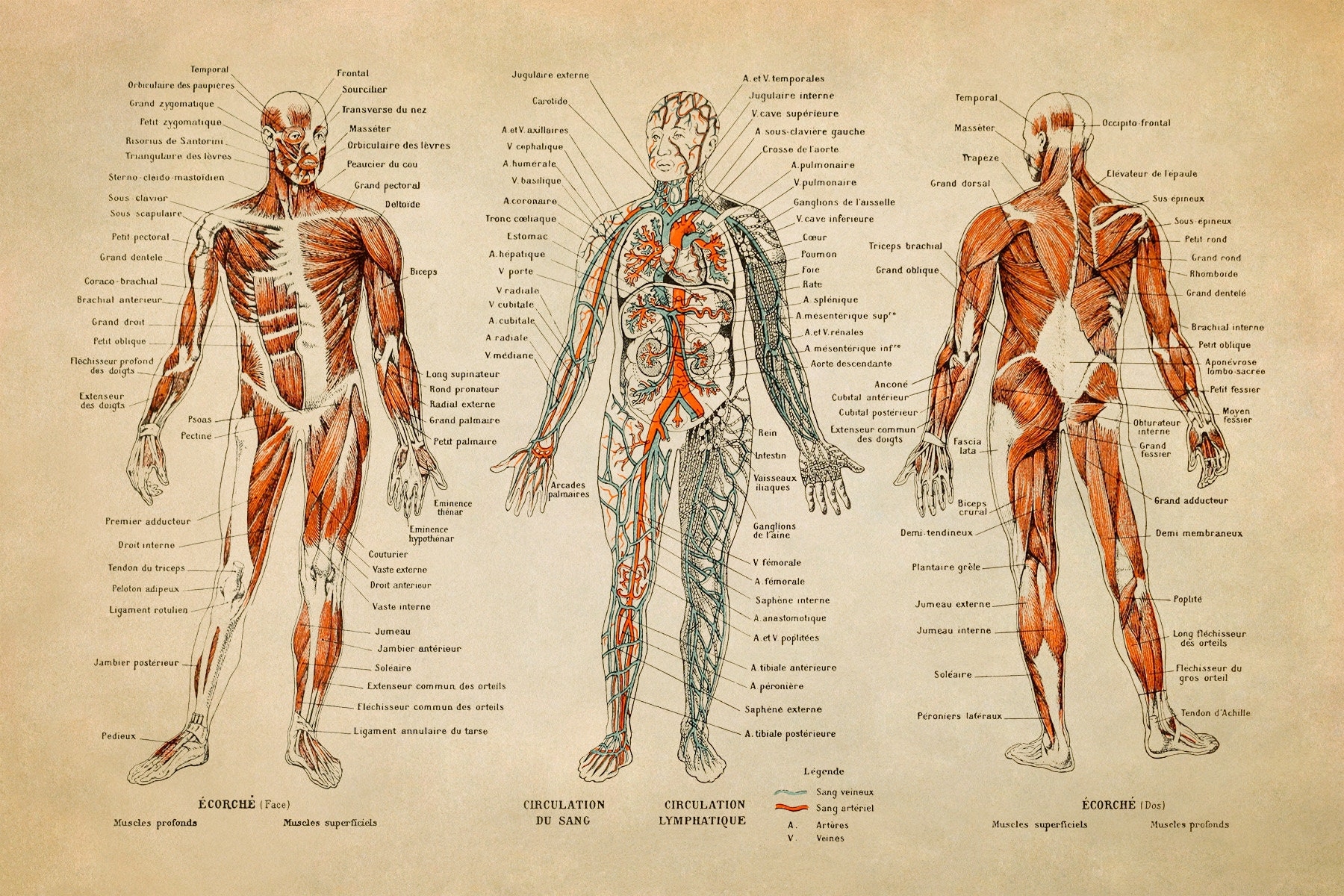 Vintage Human Anatomy Print Muscular System Chart Adolphe Millot Illustration AM09 Etsy