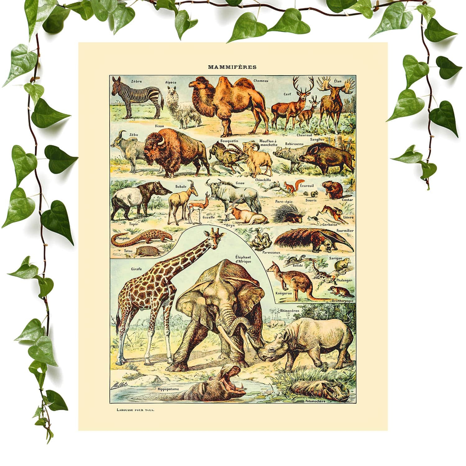 Wild Animals Art Print Safari Animal Chart Vintage Wall Art Worksheets Library