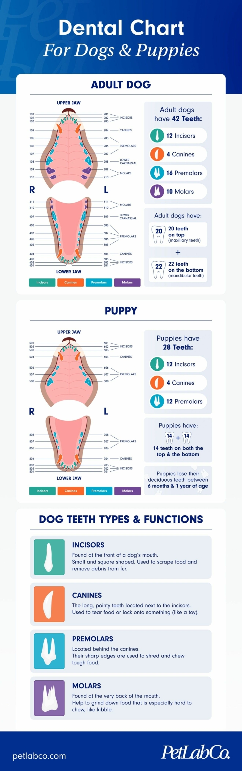 Your Dog s Teeth Explained A Detailed Dental Chart PetLab Co Your Dog s Teeth Explained A Detailed Dental Chart PetLab Co